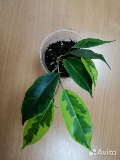 Фикусы бенджамина Регидан и Нина