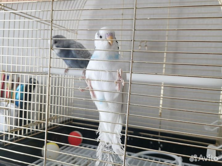 Продам 2-х волнистых попугаев