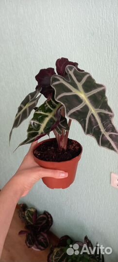 Алоказия Полли