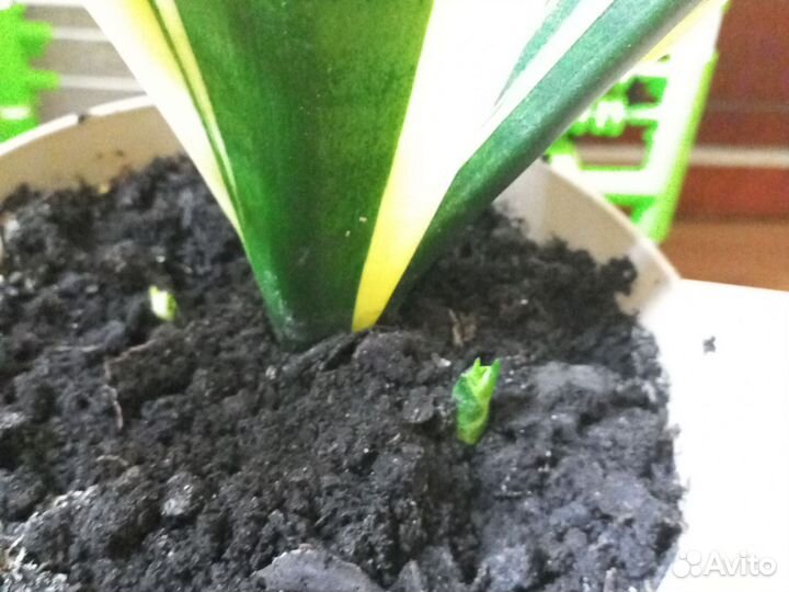 Сансевиерия Лауренти