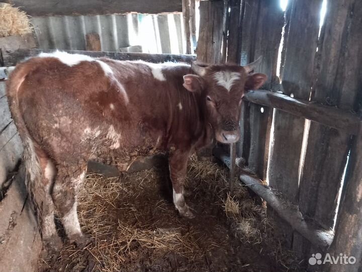 Быки на мясо