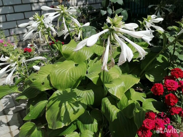 Хосты сортовые