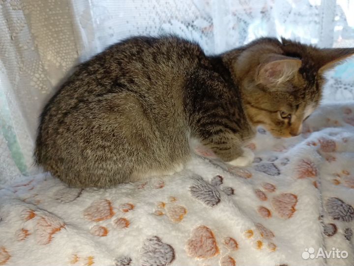 Отдам котят в добрые руки