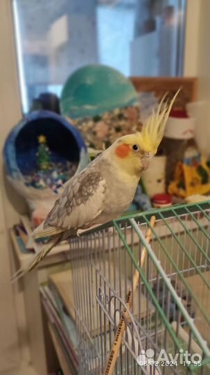 Попугай корелла с клеткой