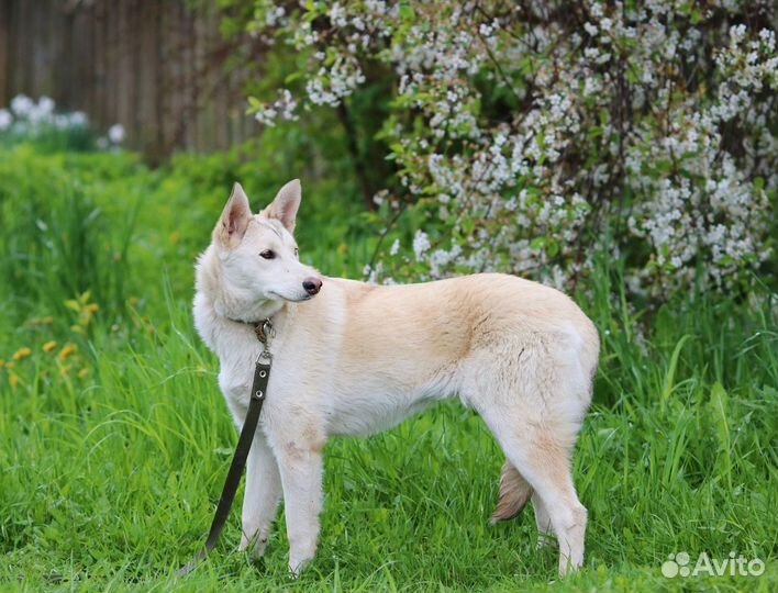 Красотка Перси