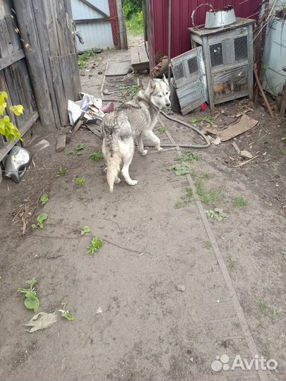 Хаски в добрые руки