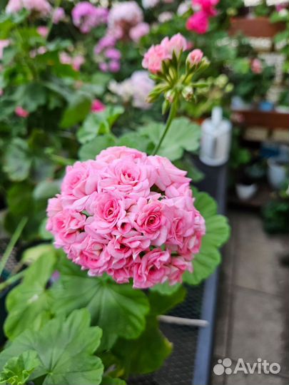 Пеларгония гераньGrainger Antique Rose