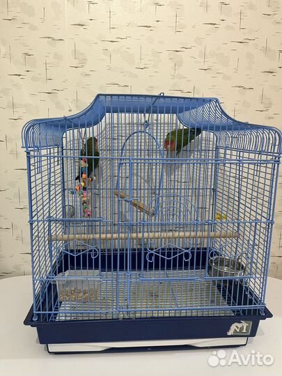 Попугай неразлучники с клеткой