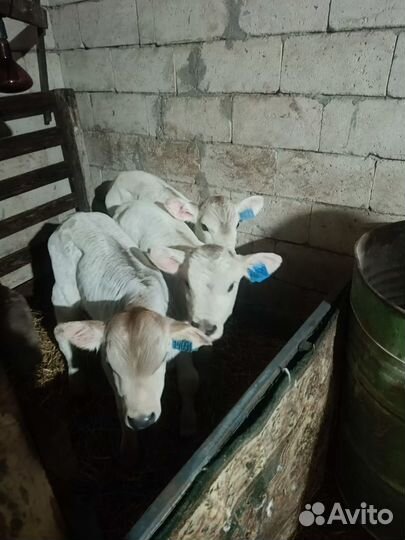 Телята бычки каждый суботу