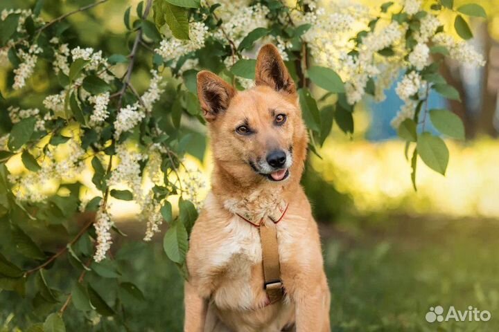 Собака в добрые руки отдам бесплатно