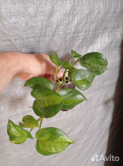 Сингониум, эпипремнум, ктенанта и др