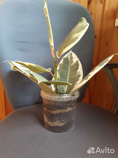 Фикус каучуконосный