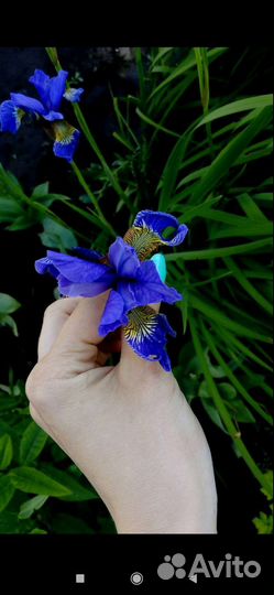 Ирис сибирский