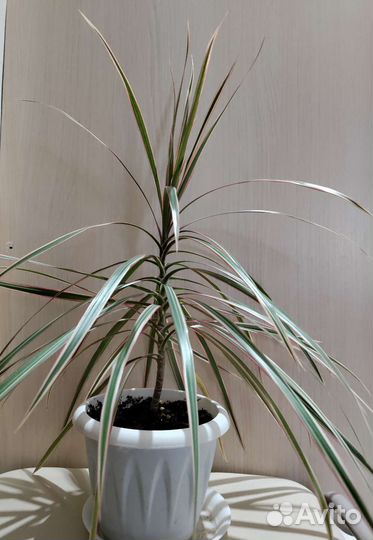 Драцена маргината