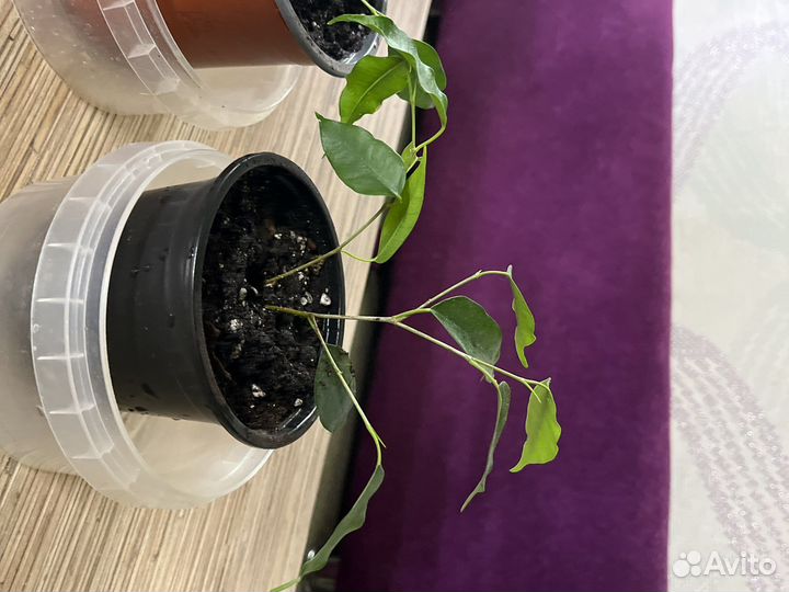 Фикус бенджамина и хлорофитум бонни