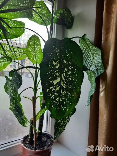 Диффенбахия