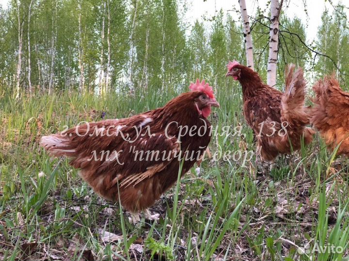 Курицы несушки молодки Салым