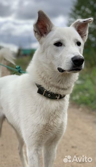 Собаки бесплатно