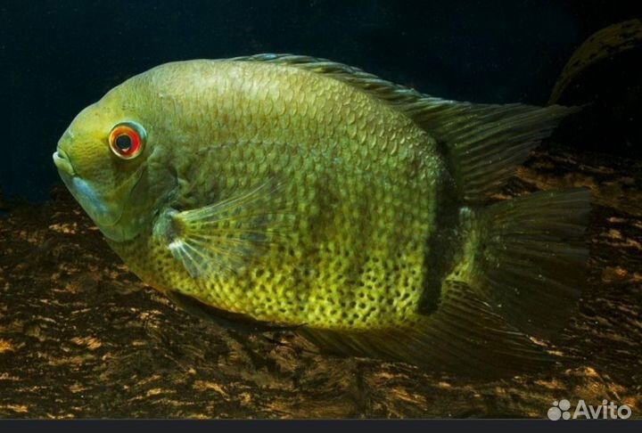 Продам северумов