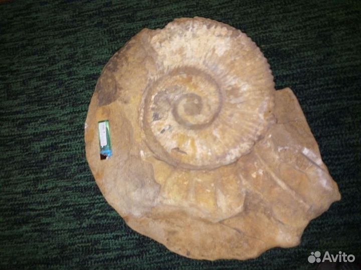 Окаменелости аммониты