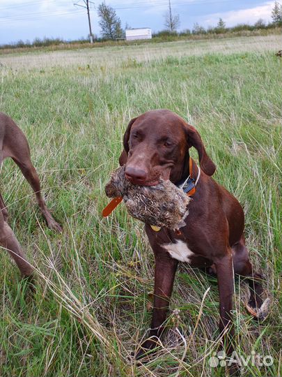 Щенки курцхаара