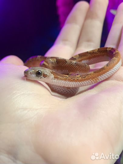 Маисовый полоз bloodred pied sided het anery