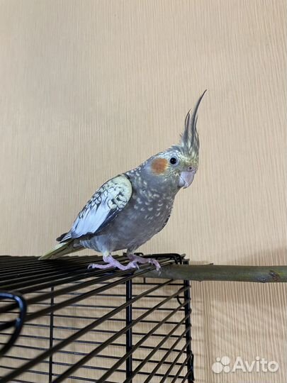 Попугай корелла с большой клеткой 88х60х40 см