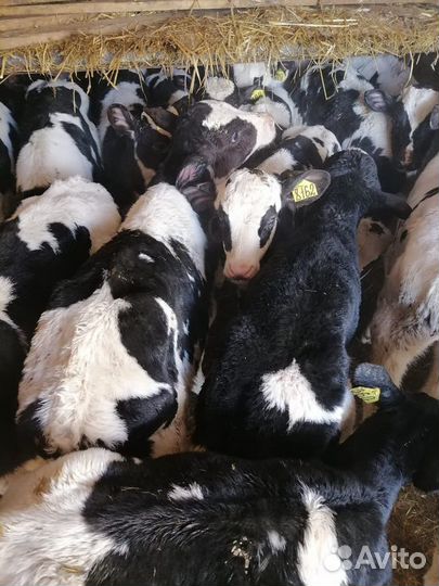 Телята, Бычки и телки