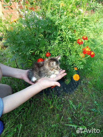 Курильский бобтейл котята