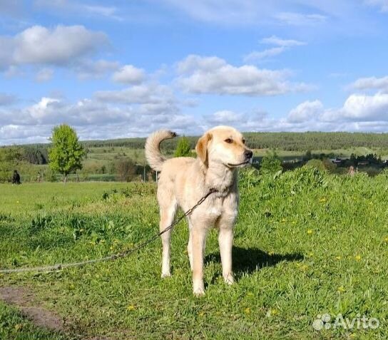 Подросшие щенки-девочки. Мама сао