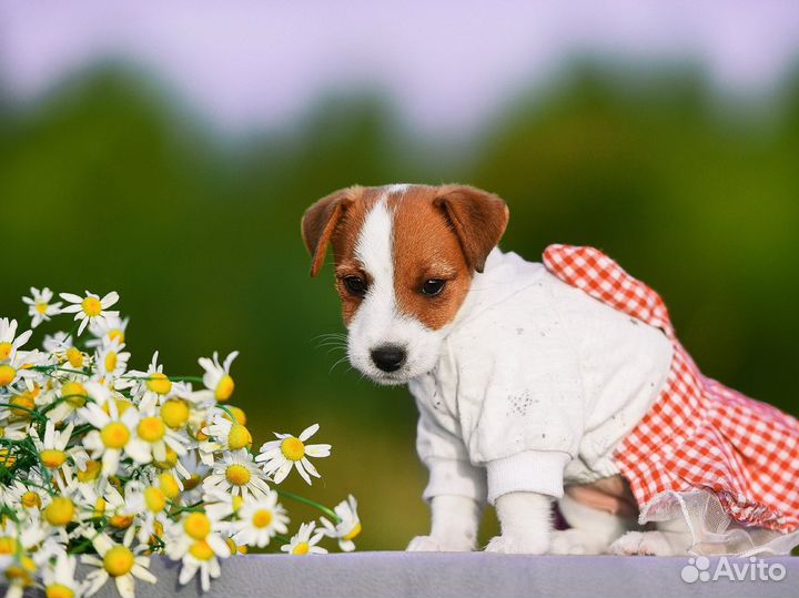 Щенки джек рассел терьер