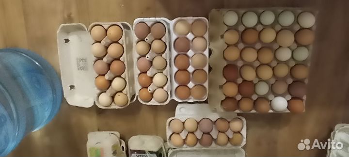 Домашние куриные яйца