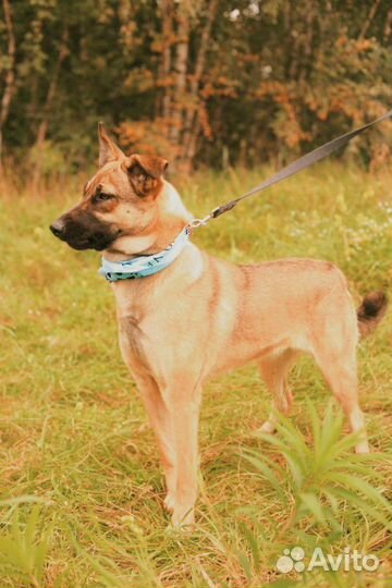 Скромная Кози ждет семью