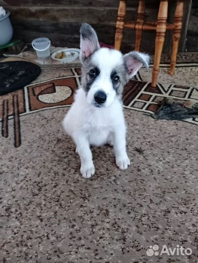 Собачка в добрые руки