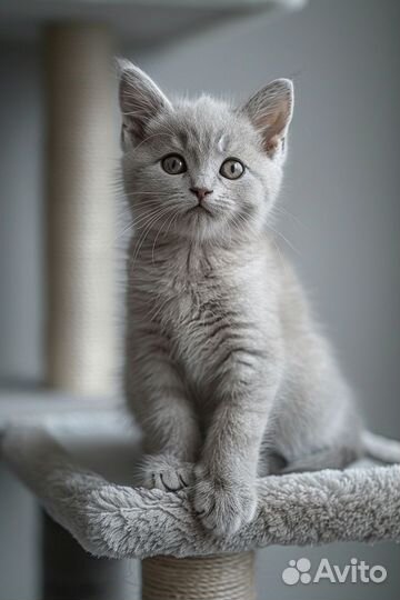 Британские котята от клубных родителей