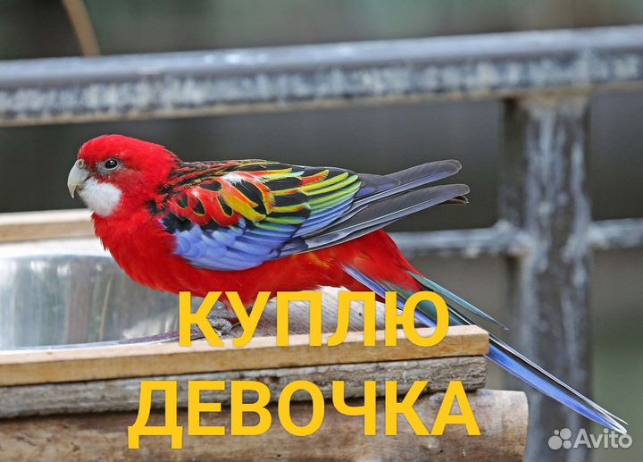 Розелла красная девочка