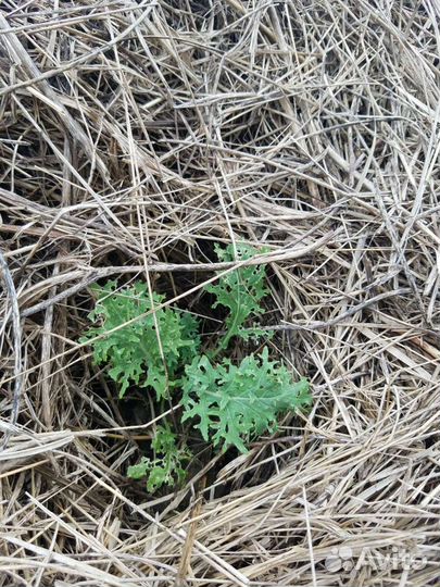 Семена листовой капусты Кейл(Кале) Органик