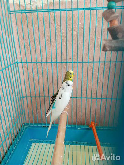 Волнистый попугай с клеткой