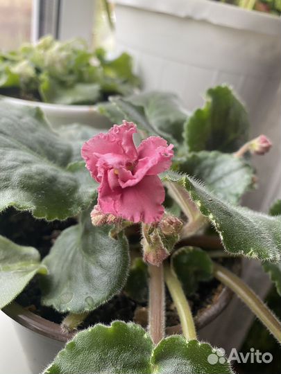 Фиалка в горшках