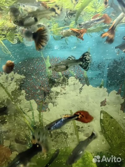 Гуппи Гвоздика. Элодея. Ампулярии