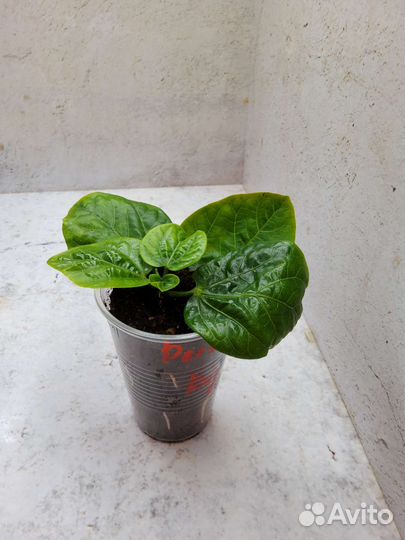 Гибискус Persian Rug