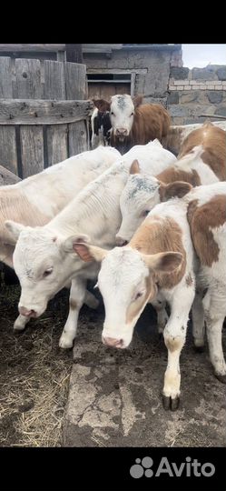 Телята Бычки