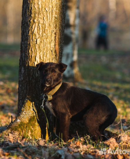 Щенок девочка