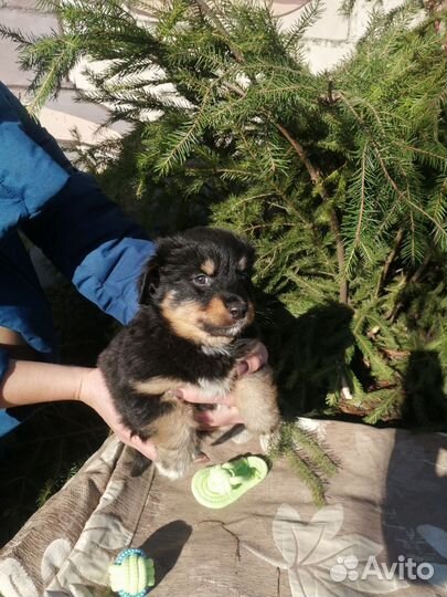 Собака в добрые руки отдам бесплатно