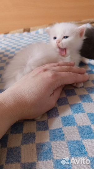 Отдам в добрые руки котят, девочка и мальчик белый