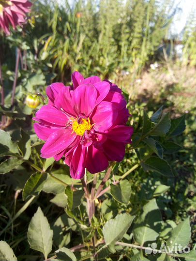 Корни георгин