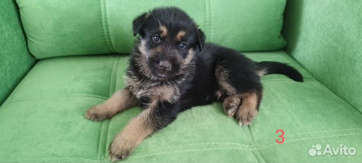 Щенки немецкой овчарки