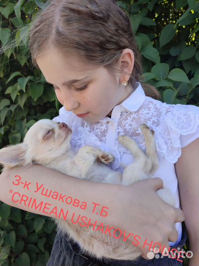 Щенки чихуахуа мини