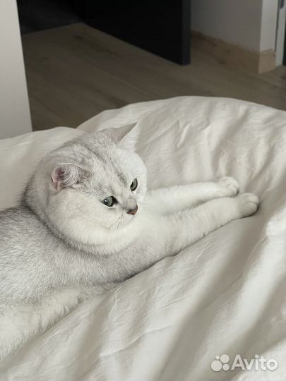 Вязка кот британская шиншилла