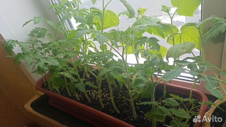 Рассада помидор, огурцы, перец